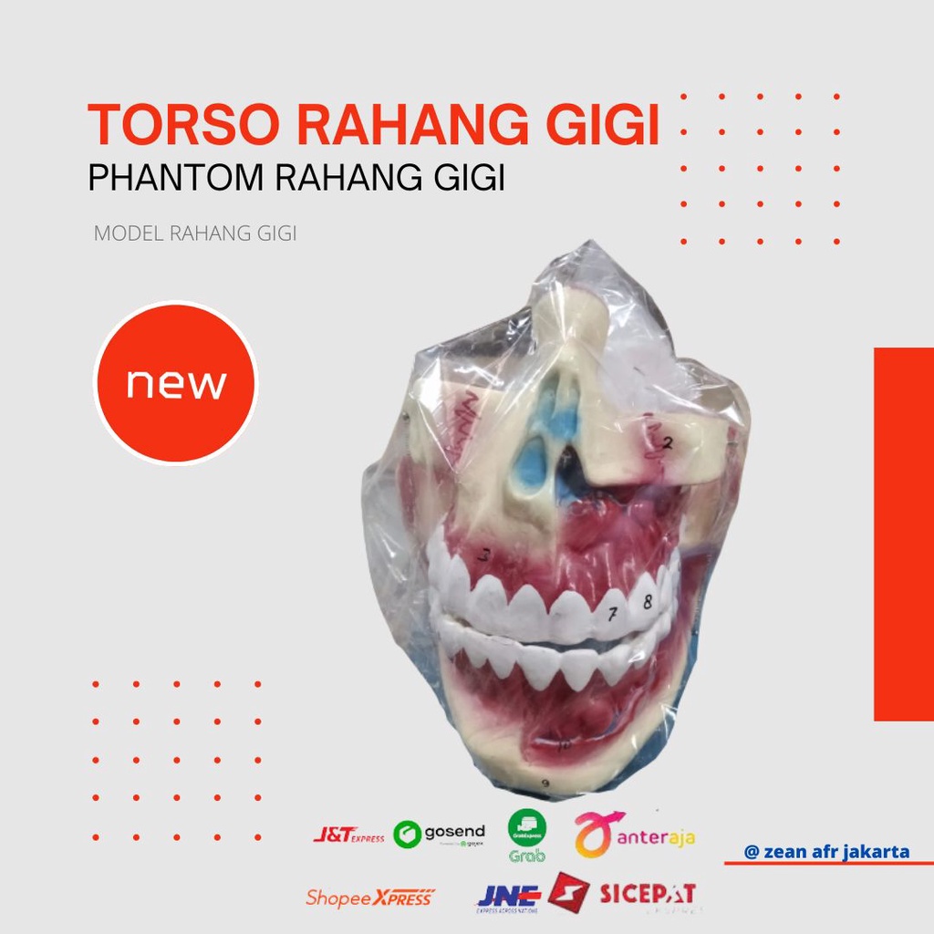 Phantom Rahang Gigi / Torso Rahang Gigi / Kerangka Rahang Gigi