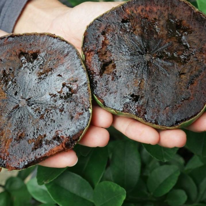 

A-52❤) Buah giant black sapote amanah