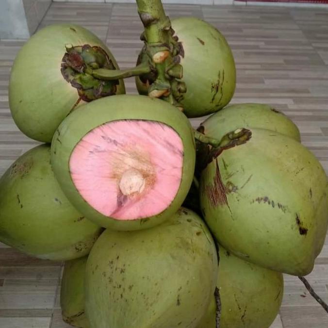 Bibit kelapa wulung ijo serat merah super