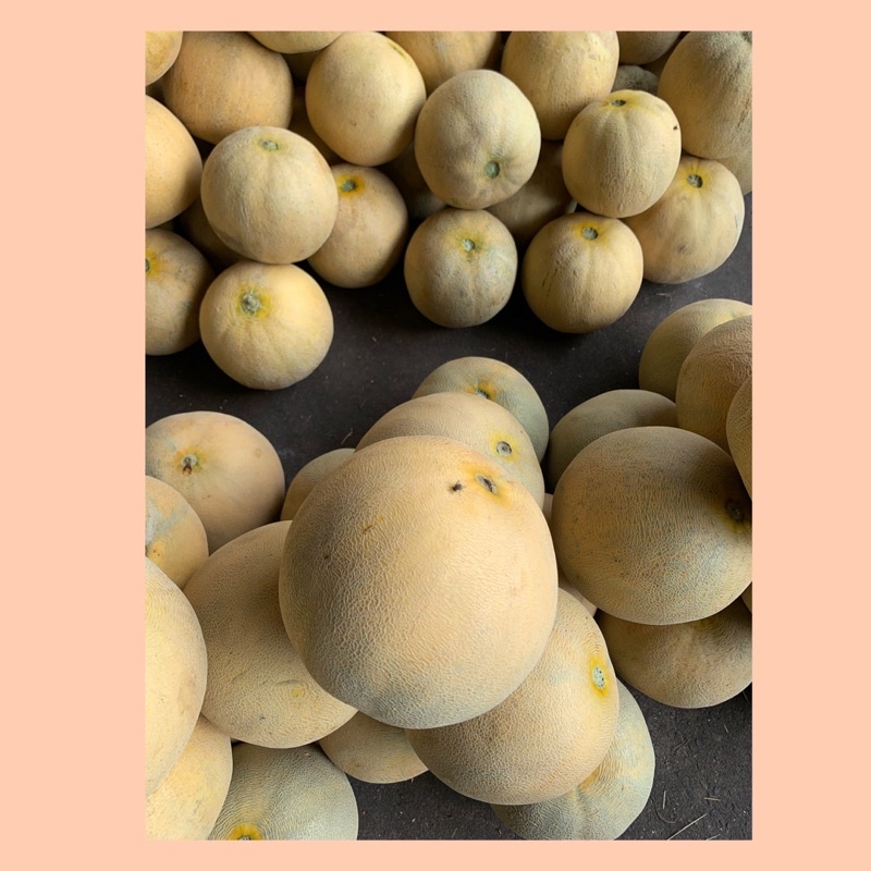 

Buah melon / melon manis / buah melon fresh