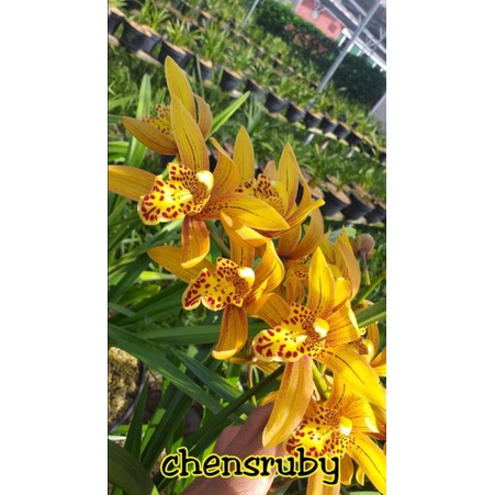 anggrek cymbidium chensruby sdh knop/berbunga