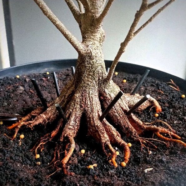Bahan Bonsai Beringin Kimeng Bogel Program Akar