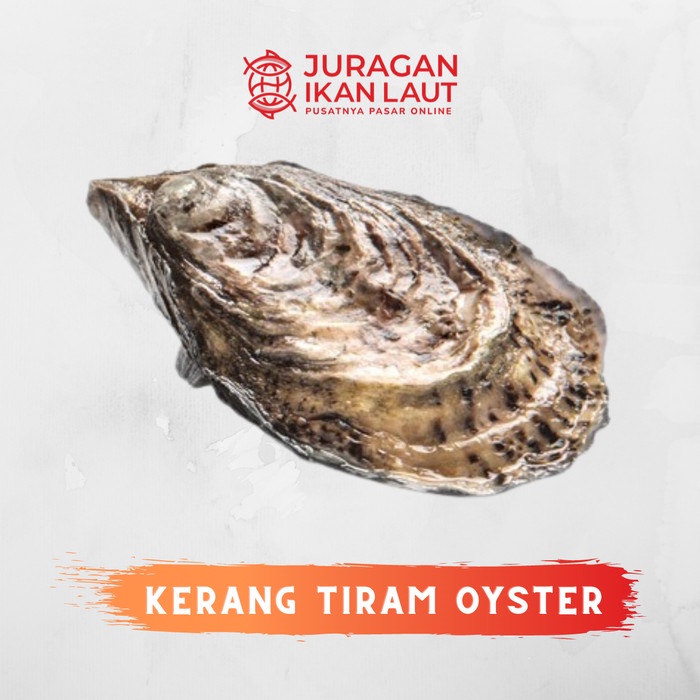

Kerang Tiram Hidup Oyster - 3 Kilogram