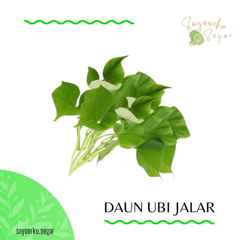 

KIRIM BESOK Daun ubi jalar / daun ketela segar 1 ikat