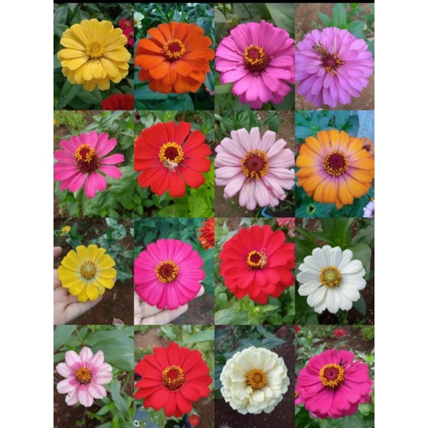 50 biji zinnia liliput tumpuk mixed dahlia