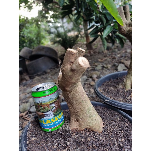 Bahan Bonsai Anting Putri Batang Putih