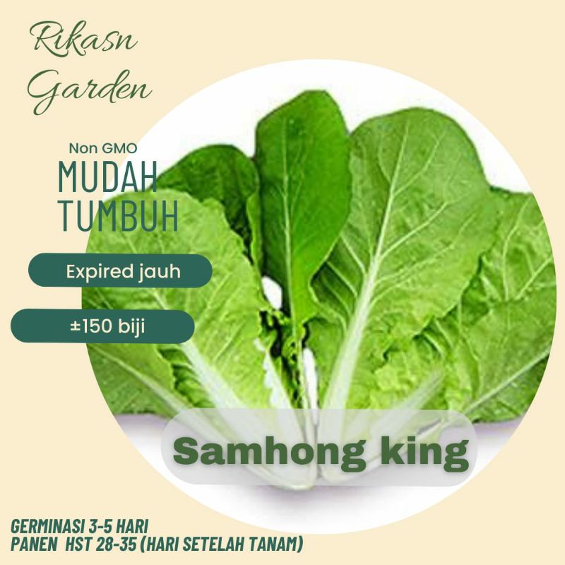 KHUSUS BATAM, BARELANG, BELAKANG PADANG benih biji bibit samhong king