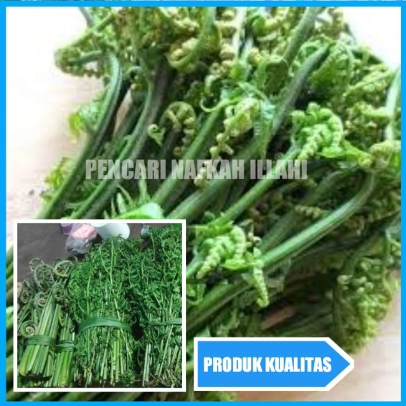 

Pakis Sayur segar 500gram