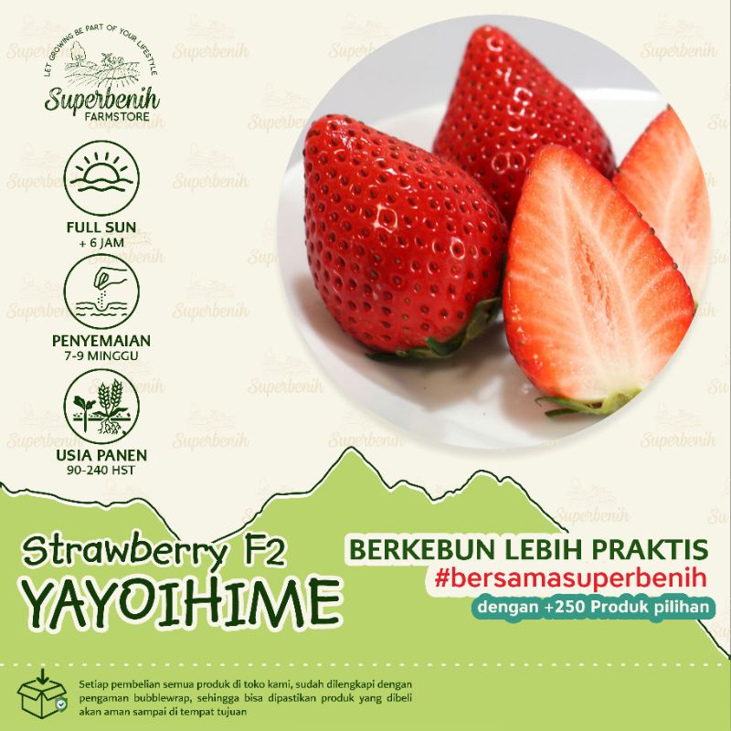 10 Biji - Benih Strawberry Jepang YAYOIHIME F2