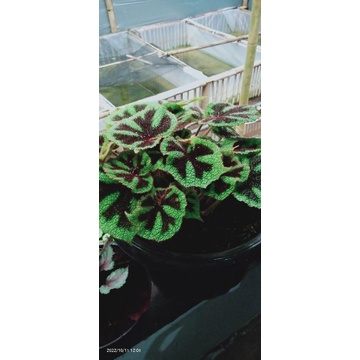 begonia tapak macan.