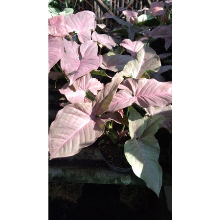 SYNGONIUM PINK ROBUSTA/NEON ROBUSTA
