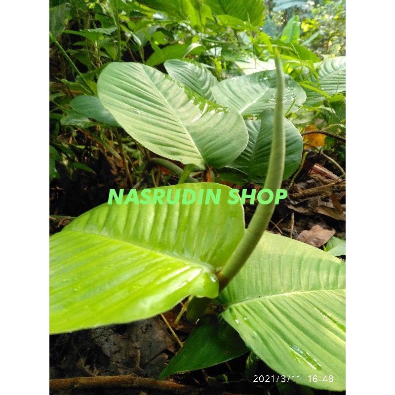 

[Fresh] STEK TANAMAN HIAS KELADI HAMALOMENA RAMBAT / CARIANG RAMBAT