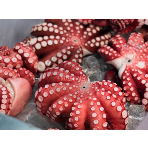 

Gurita Sashimi Utuh / Gurita Utuh Premium / Tako Boiled Sashimi 1 Kg Up