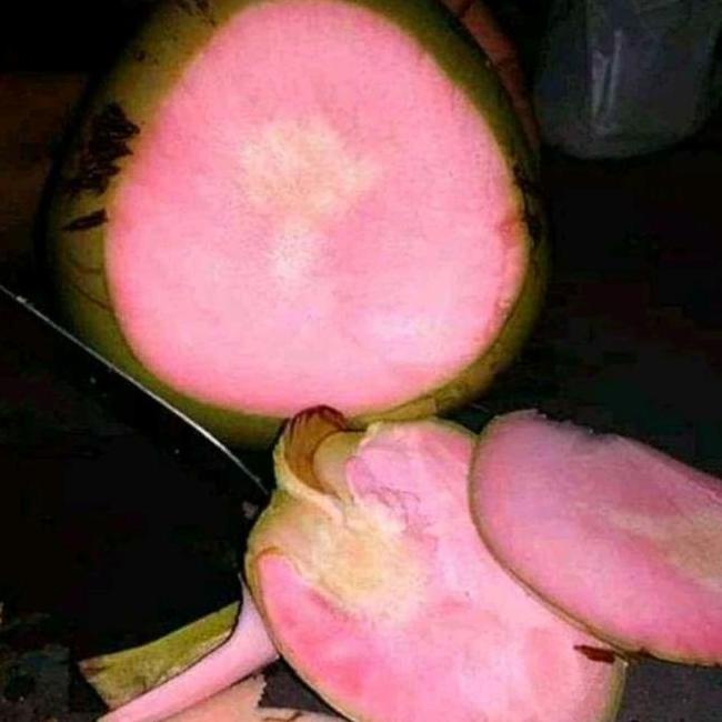 bibit kelapa wulung asli akar merah genjah