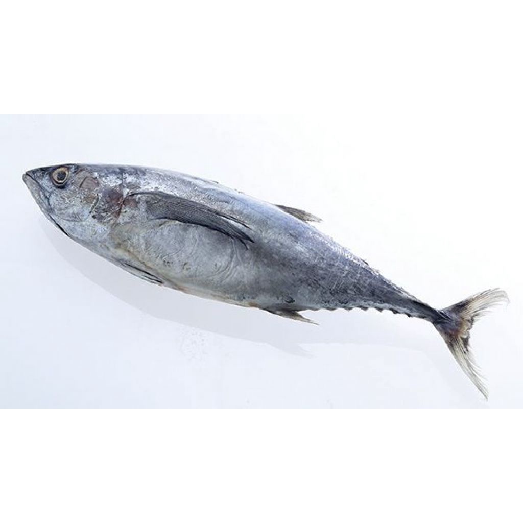 

IKAN TUNA BESAR 0.75 - 1KG