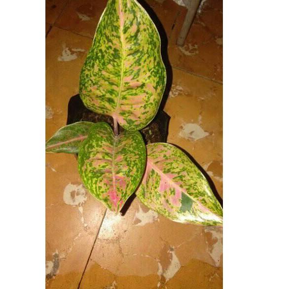 ㍾ Bunga aglonema dewasa big roy daun banyak murah ☛