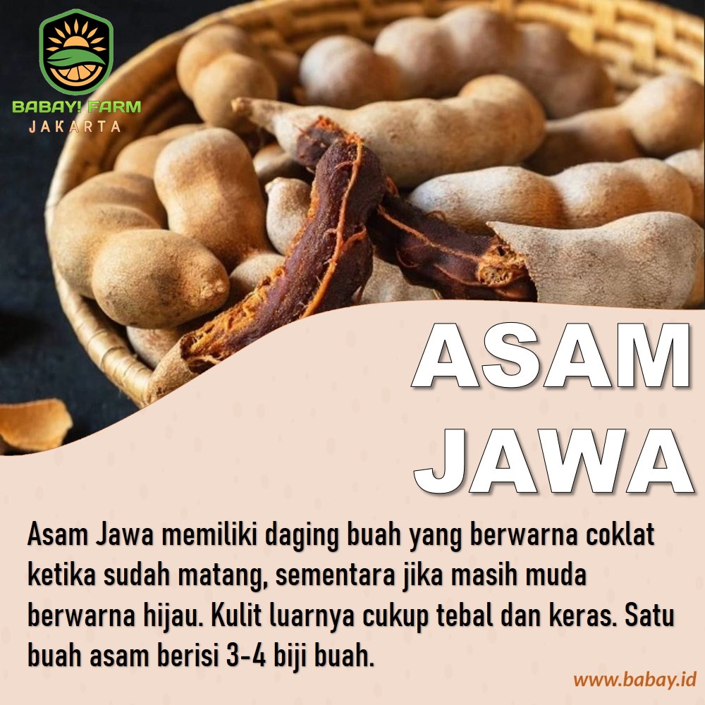 

Asam Jawa 250 500 Gr / 1 Kg