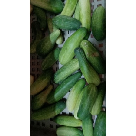 

ketimun 1kg
