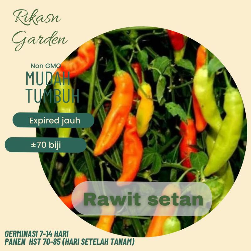 KHUSUS BATAM, BARELANG, BELAKANG PADANG  benih biji bibit cabe rawit setan