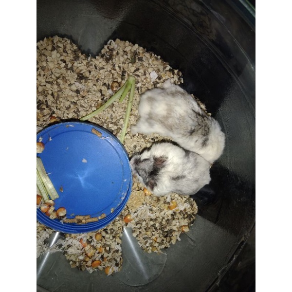 Sale Box Hamster