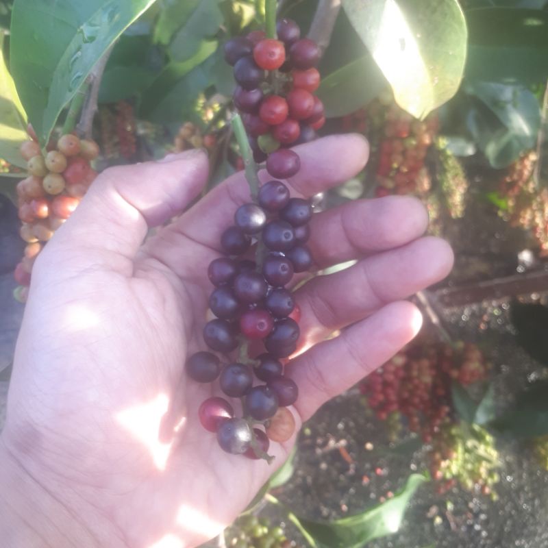 

Murah Buah Huni/Buni/Boni/Dipetik langsung dari pohon