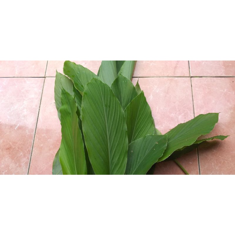 

Daun Kunyit Segar Pesan langsung Petik 1kg 22000