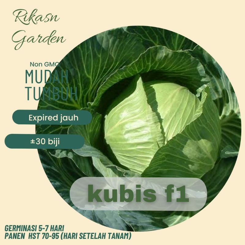 KHUUSUS BATAM, BARELANG, BELAKANG PADANG  BENIH BIJI BIBIT KUBIS F1