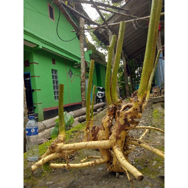 Bahan Bonsai Serut Raft Kropok Realpict 05