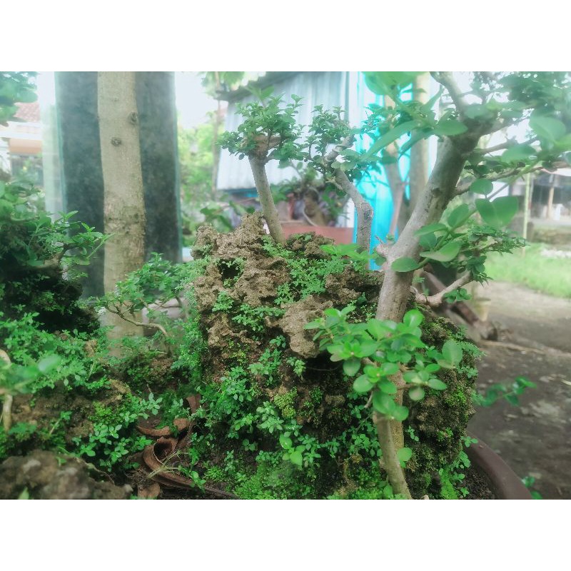 BONSAI PENJING PANORAMA ALAM