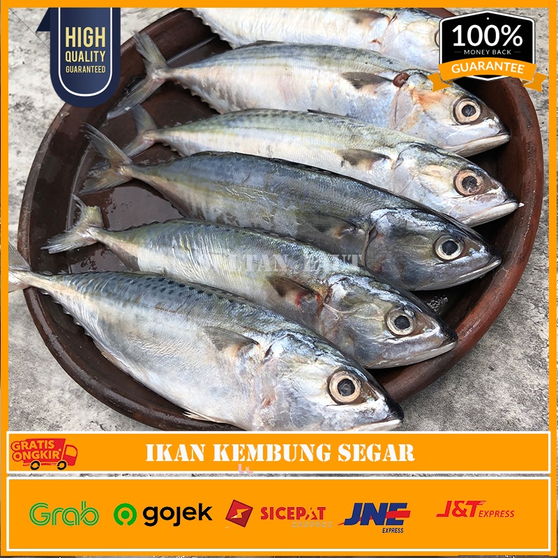 

Ikan Kembung Banjar @1kg Isi 7-10 Ekor Fresh / Ikan Kembung Murah / Ikan Laut Segar