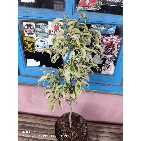 Bibit bonsai beringin putih varigata Bahan Bonsai Beringin Varigata