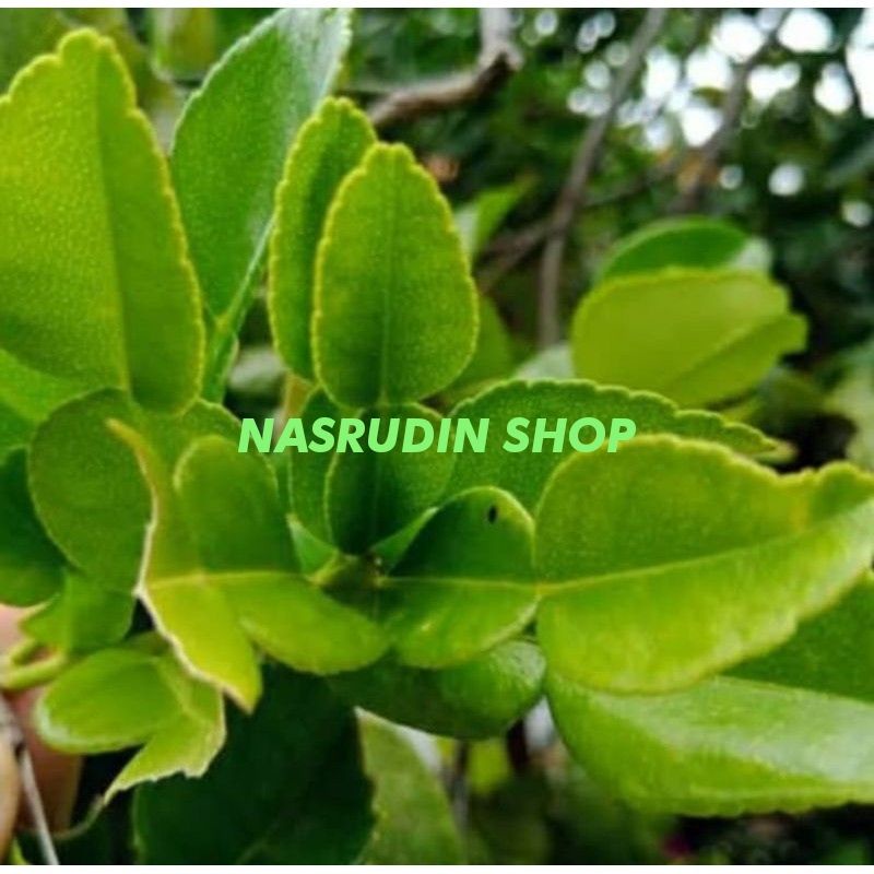 

DAUN JERUK SEGAR BUMBU MASAKAN LANGSUNG PETIK