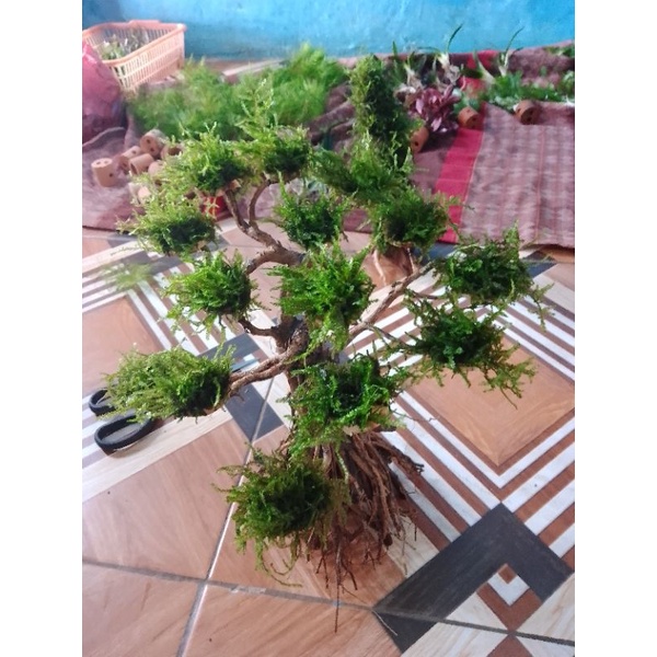 pohon bonsai mos bonsai Aquascape
