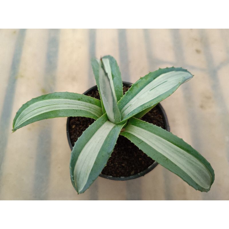 agave america varigata