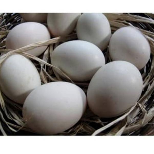 

FLASH SALE Telur SOANG per 1 Butir FRESH (Konsumsi) 