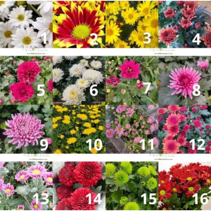 Bibit bunga Krisan berbunga