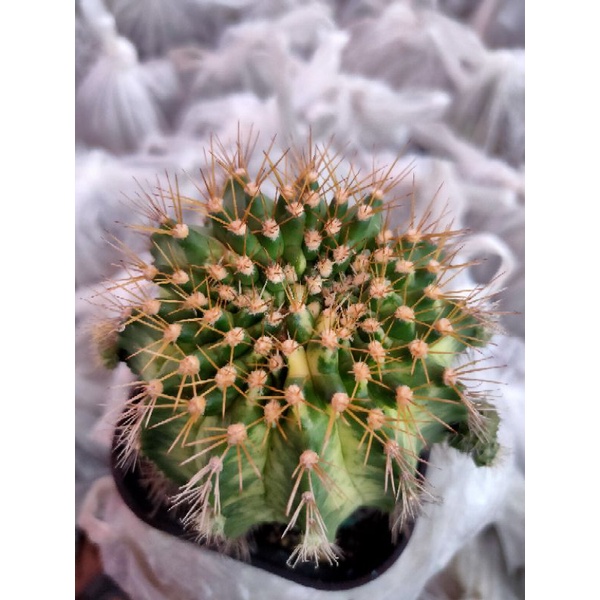 MARBLE//MIHA HYBRID VARIGATA//KAKTUS//KAKTUS HIAS//KAKTUS MINI//GYMNOCALYCIUM//MIHANOVICHI//POTELAN/