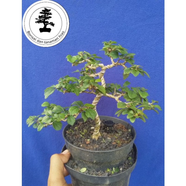 BONSAI WARENG BINTANG SESUAI FOTO