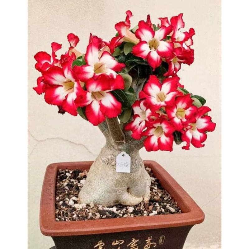 Bibit Adenium Kemboja Jepang bunga tumpuk Merah Rose - Bunga tumpuk adenium Bonggol besar