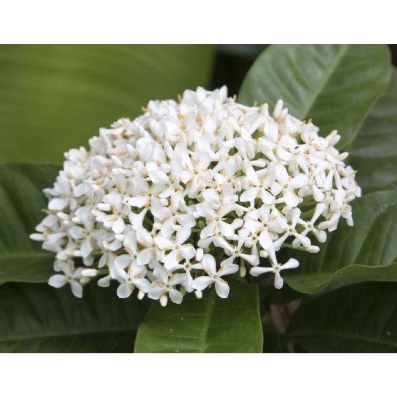 Tanaman Hias Asoka Jambon Bunga Putih - Tanaman Hias Hidup Asoka Jambon bunga Putih - Bunga Hidup As