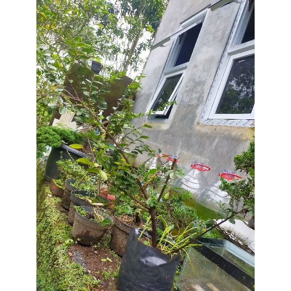 Bahan Bonsai Ulmus Varigata