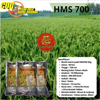 Benih Padi Unggul  HMS700 / Bibit Padi Unggul HMS700 1kg