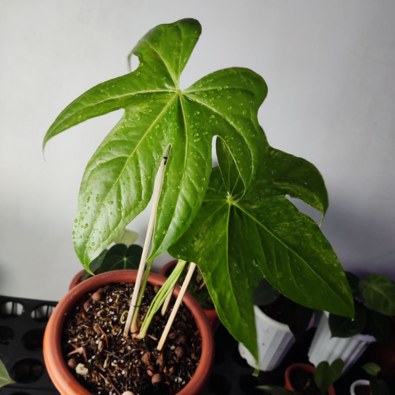 anthurium pedatoradiatum variegata