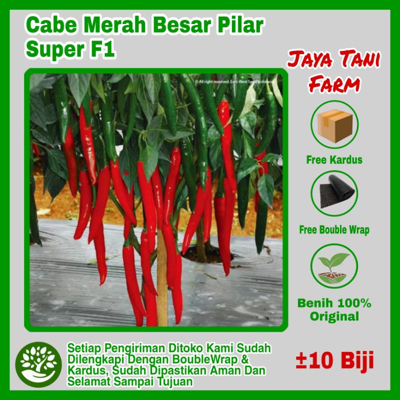 10 Biji Benih Cabe Merah Besar Pilar F1 Bangkok / Benih Sayuran / Bibit Sayuran / Benih Cabe Cap Pan