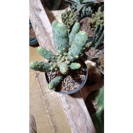 Opuntia Tuna Blue