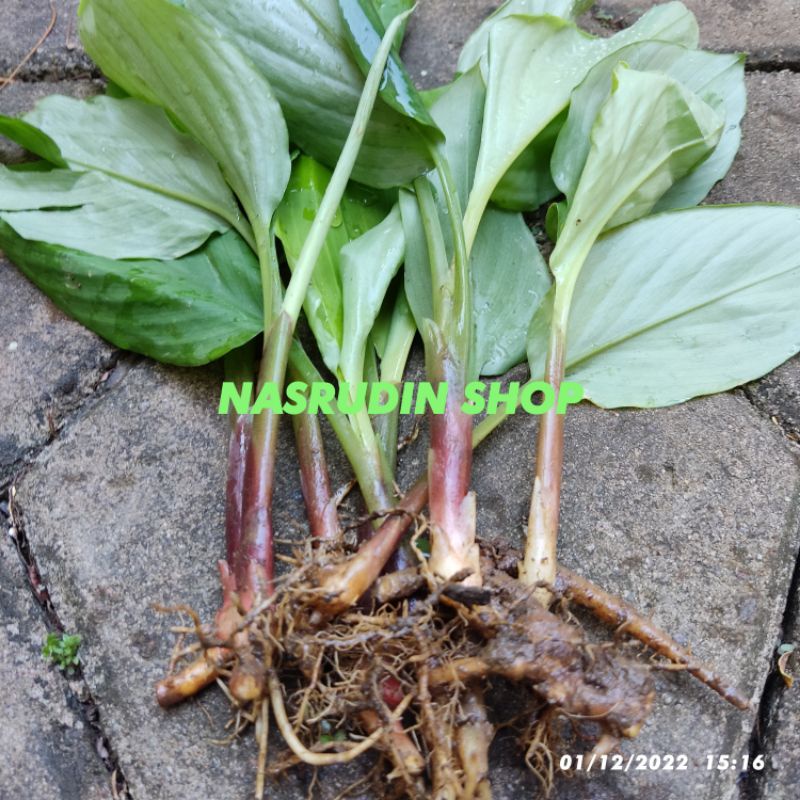 

[Fresh] BIBIT TEMU KUNCI / BONGGOL / BUKAN TEMU PUTIH / BUKAN KUNYIT SAYUR / BUKAN TEMU HITAM /