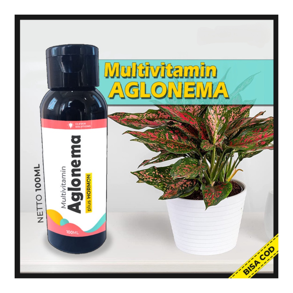 Pupuk AGLONEMA Multivitamin Aglonema Penggemuk dan Penumbuh Tunas Aglonema / Pigmentasi Warna Aglonema [ CS ]
