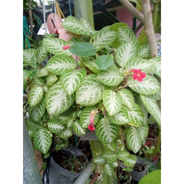 episcia hijau