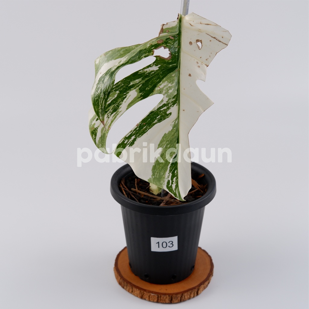 REAL PIC #103 Monstera Variegata Marble | Monvar Albo Varigata