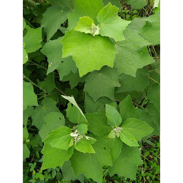 

jual daun pungpurutan atau pulutan segar muda 1kg